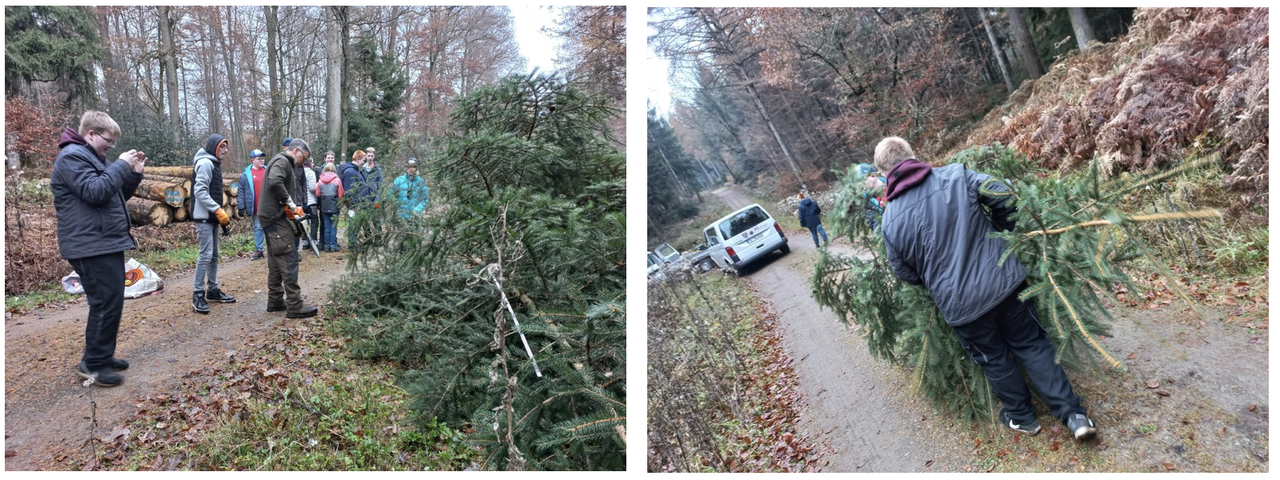 Tannenbaum 1