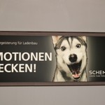 Husky (vergrößerte Bildansicht wird geöffnet)