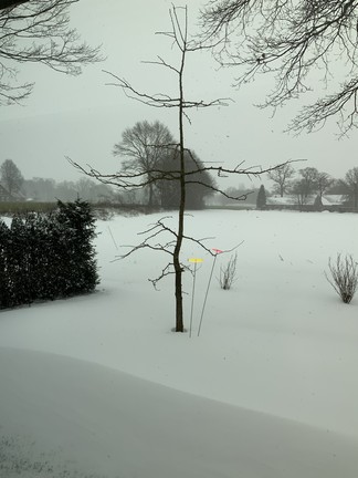 Baum im Schnee